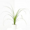 BEAUCARNEA RECURVATA (NOLINA) MACETA 6CM