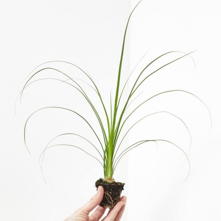 BEAUCARNEA RECURVATA (NOLINA) MACETA 6CM