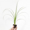 BEAUCARNEA RECURVATA (NOLINA) MACETA 6CM