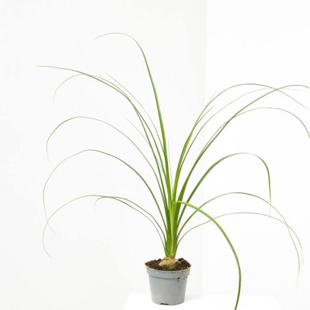 BEAUCARNEA RECURVATA (NOLINA) MACETA 6CM