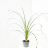 BEAUCARNEA RECURVATA (NOLINA) MACETA 6CM