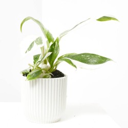 PHILODENDRON WHITE PRINCESS MACETA 6CM