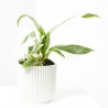 PHILODENDRON WHITE PRINCESS MACETA 6CM