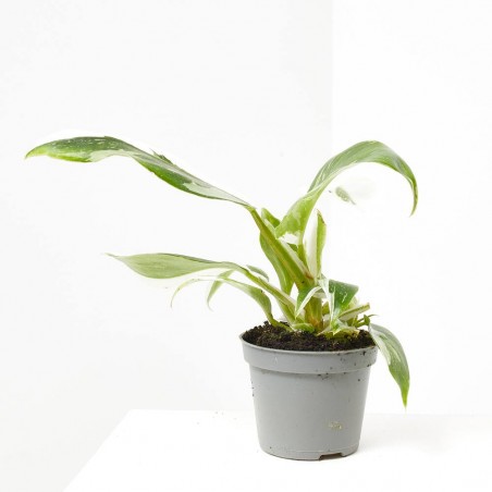 PHILODENDRON WHITE PRINCESS MACETA 6CM