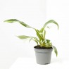 PHILODENDRON WHITE PRINCESS MACETA 6CM
