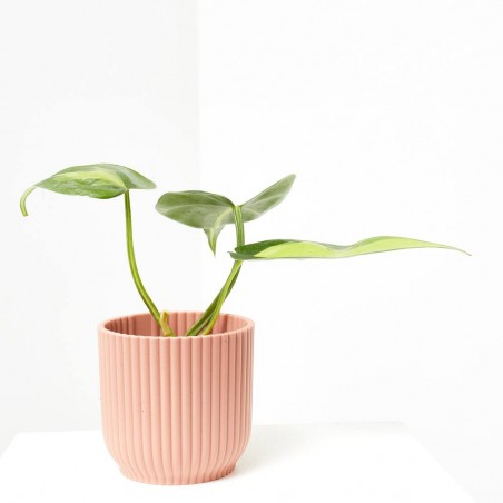 PHILODENDRON SCANDENS BRASIL MACETA 6CM