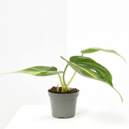 PHILODENDRON SCANDENS BRASIL MACETA 6CM