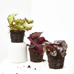 BEGONIA REX MIX MACETA 6CM