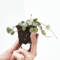 CEROPEGIA WOODII MACETA 6CM