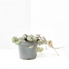 CEROPEGIA WOODII MACETA 6CM