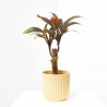 CORDYLINE FRUTICOSA PURPLE COMPACTA MACETA 6CM