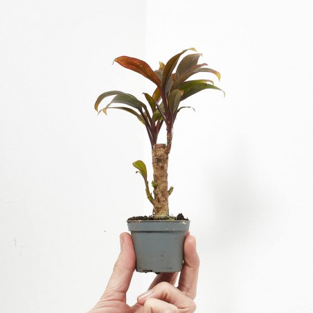 CORDYLINE FRUTICOSA PURPLE COMPACTA MACETA 6CM