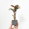 CORDYLINE FRUTICOSA PURPLE COMPACTA MACETA 6CM