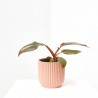 PHILODENDRON PINK PRINCESS MACETA 6CM