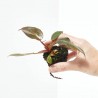 PHILODENDRON PINK PRINCESS MACETA 6CM