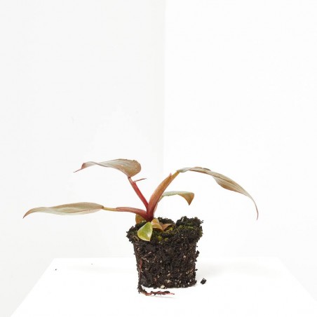 PHILODENDRON PINK PRINCESS MACETA 6CM