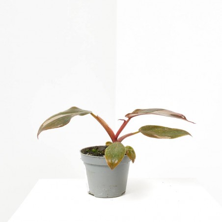 PHILODENDRON PINK PRINCESS MACETA 6CM