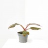 PHILODENDRON PINK PRINCESS MACETA 6CM