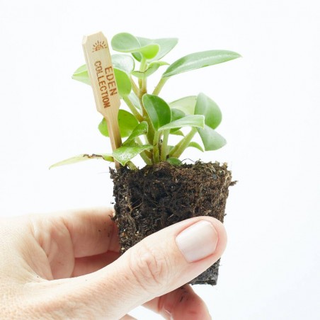 PEPEROMIA BAMBINO MACETA 6CM