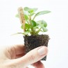 PEPEROMIA BAMBINO MACETA 6CM