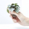 PEPEROMIA BAMBINO MACETA 6CM