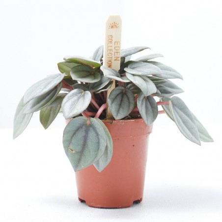 PEPEROMIA BAMBINO MACETA 6CM