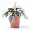 PEPEROMIA BAMBINO MACETA 6CM