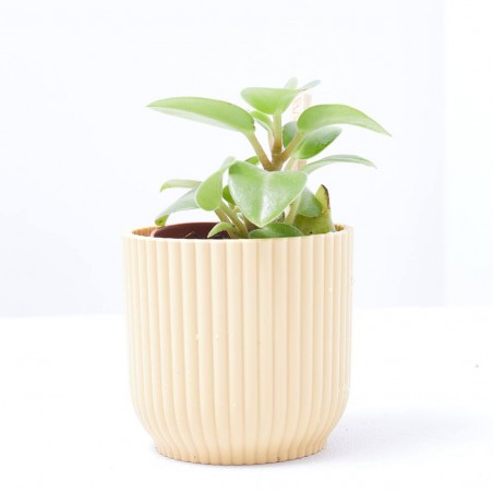 PEPEROMIA BAMBINO MACETA 6CM