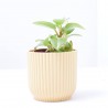 PEPEROMIA BAMBINO MACETA 6CM