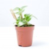 PEPEROMIA BAMBINO MACETA 6CM