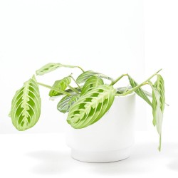 MARANTA LEUCONERA FASCINATOR LEMON LIME MACETA 12CM