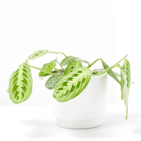 MARANTA LEUCONERA FASCINATOR LEMON LIME MACETA 12CM