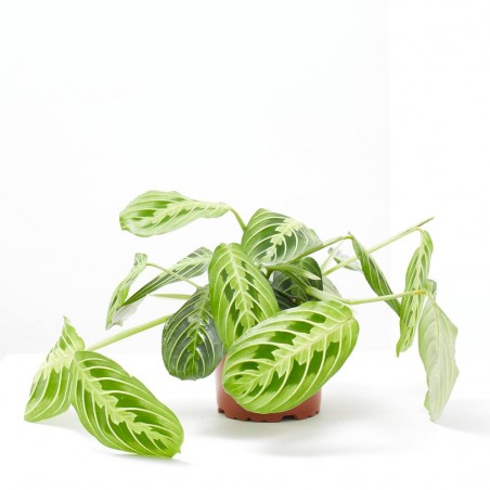 MARANTA LEUCONERA FASCINATOR LEMON LIME MACETA 12CM