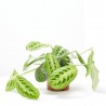 MARANTA LEUCONERA FASCINATOR LEMON LIME MACETA 12CM
