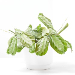 MARANTA LEUCONERA FASCINATOR SILVER BAND MACETA 12CM