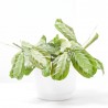 MARANTA LEUCONERA FASCINATOR SILVER BAND MACETA 12CM