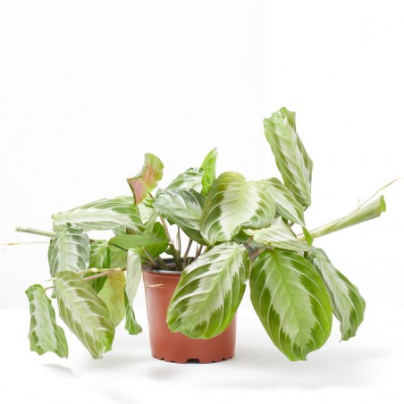 MARANTA LEUCONERA FASCINATOR SILVER BAND MACETA 12CM