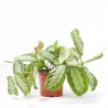 MARANTA LEUCONERA FASCINATOR SILVER BAND MACETA 12CM