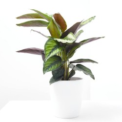 CALATHEA BEAUTIFUL STAR MACETA 12CM