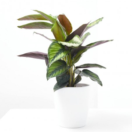 CALATHEA BEAUTIFUL STAR MACETA 12CM