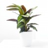 CALATHEA BEAUTIFUL STAR MACETA 12CM