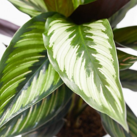 CALATHEA BEAUTIFUL STAR MACETA 12CM