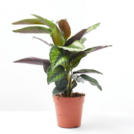 CALATHEA BEAUTIFUL STAR MACETA 12CM
