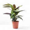 CALATHEA BEAUTIFUL STAR MACETA 12CM