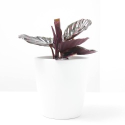 CALATHEA DOTTIE MACETA 12CM