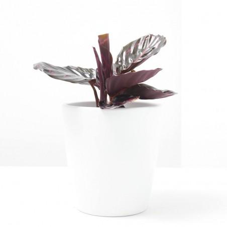 CALATHEA DOTTIE MACETA 12CM