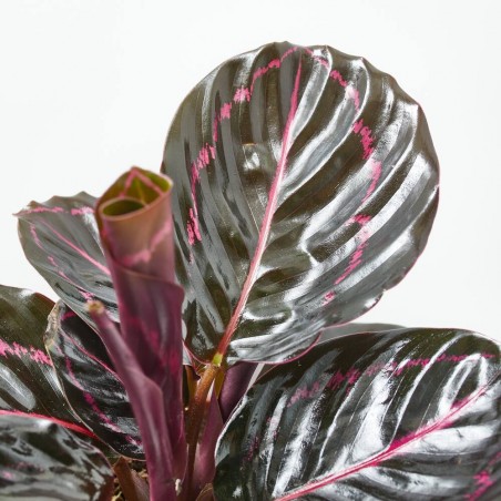 CALATHEA DOTTIE MACETA 12CM