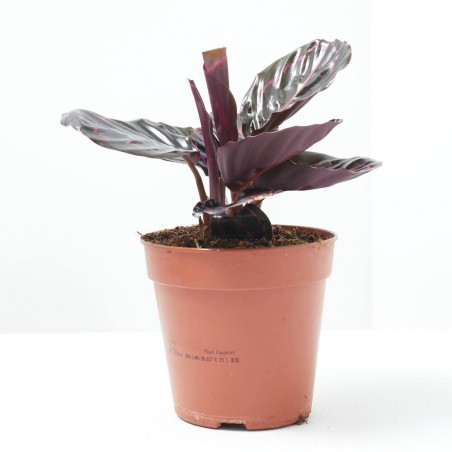 CALATHEA DOTTIE MACETA 12CM