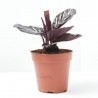 CALATHEA DOTTIE MACETA 12CM