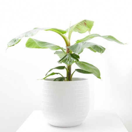 BANANERA MACETA 21CM